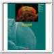 Hafner/Hoff: Genetik. Materialien fr den Sekundrbereich II. Biologie